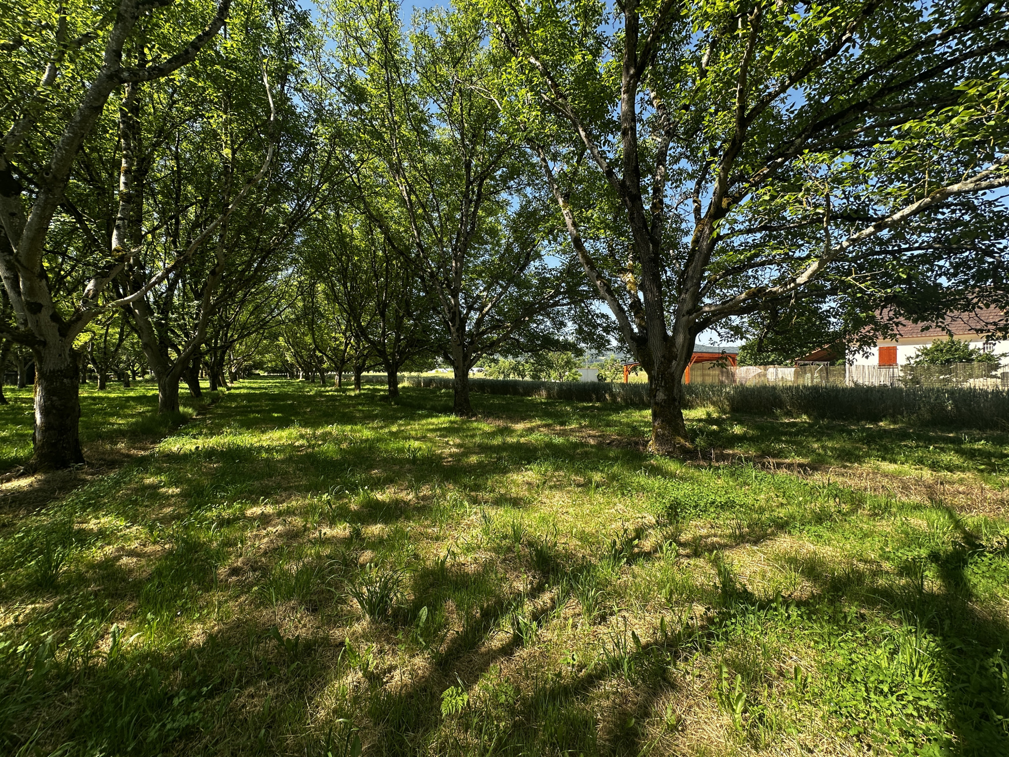 Terrain arboré de 1 255 m2 à Tauriac